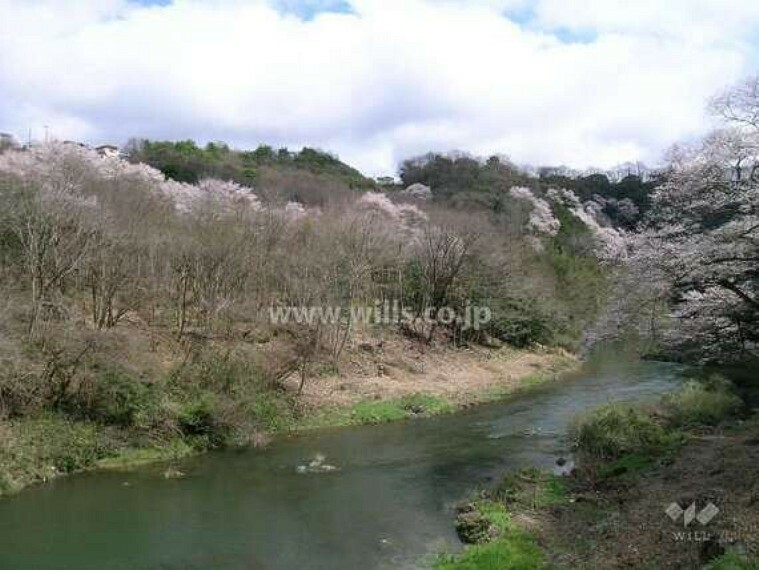 貴重な桜『エドヒガン』の群生地の外観