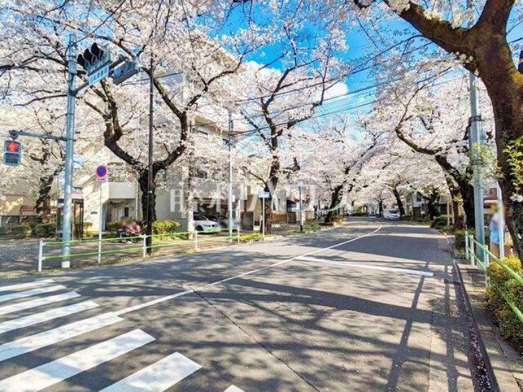 現況写真 接道状況および現場風景　【小平市喜平町1丁目】全区画桜が望めますお花見をかねてご見学されてみませんか？