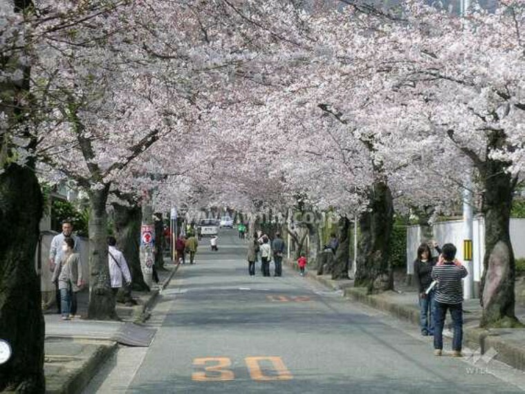 桜並木の外観