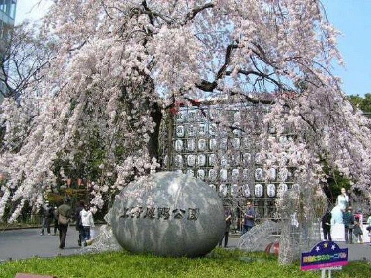 公園 上野恩賜公園は言わずと知れた桜の名所！たくさんの桜の木が植えられている上野恩賜公園。毎年3月の下旬に満開となる桜は春の訪れを告げる風物詩となっています。