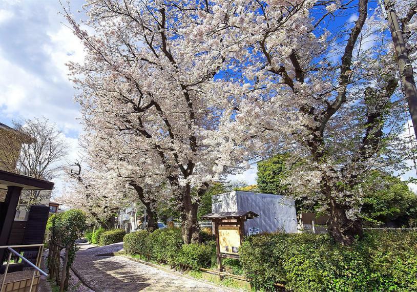 文学の道<BR/>文学の道まで80m 桜並木が彩る「文学の道」 沿道には「桜土手公園」が続き、市川ゆかりの文学者と作品の紹介板が設置されています。