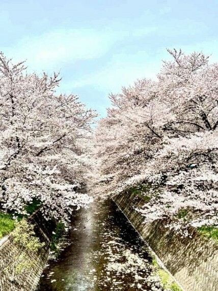 専用部・室内写真 徒歩2分程で出られる東川沿いの道路からは、春になると咲き誇る桜並木が圧巻です。