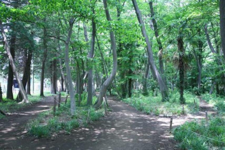 南鶴間いこいの森 「泉の森」すぐ近くの緑地、「南鶴間いこいの森」。散策コースもあり近隣に住む人々のレクリエーション施設になっている。