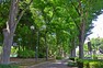 公園 昭和49年に開園し、高島平団地と首都高速5号線に沿って、東西にのびる公園。残された自然林やそこを通る遊歩道、広場と運動施設などと赤塚公園は変化に富んでいる。