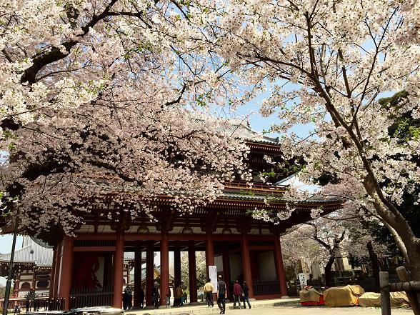 周辺の街並み 桜の時期の池上本門寺・仁王門