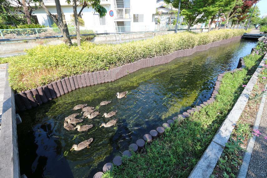 江川せせらぎ遊歩道（●近くには公園が点在し、緑あふれる住環境です。適度な遊具、子供が走り回れる広さの公園は子育て世帯には嬉しいですね●）