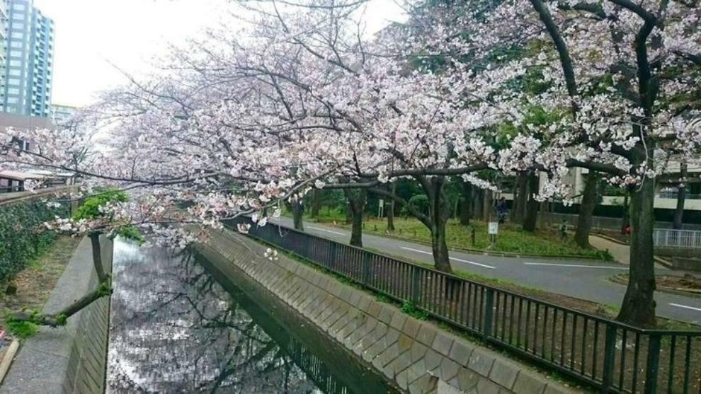 公園 窓から望む横十間川親水公園は、春には桜並木が窓下に広がります。