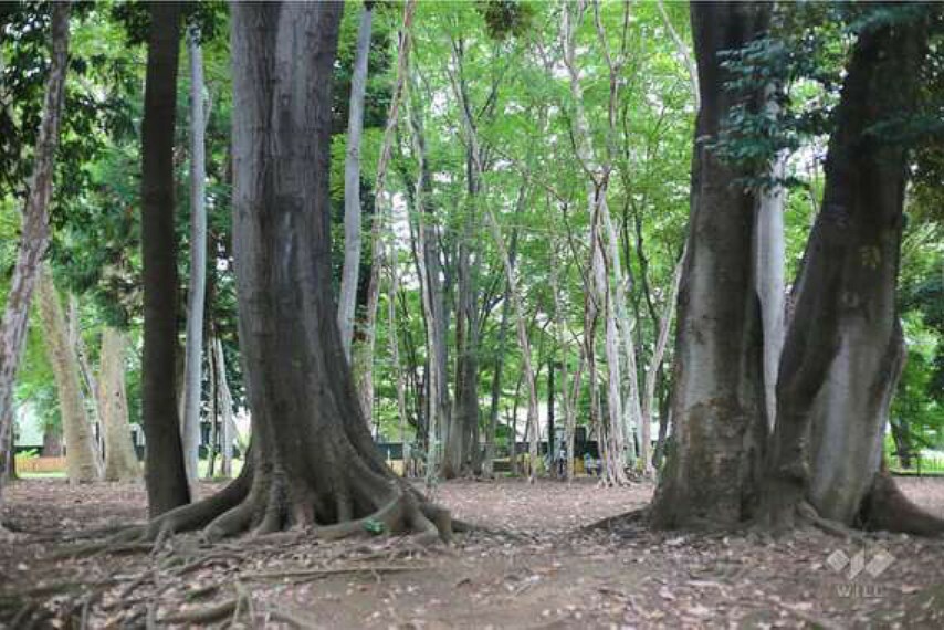 公園 林試の森公園の外観