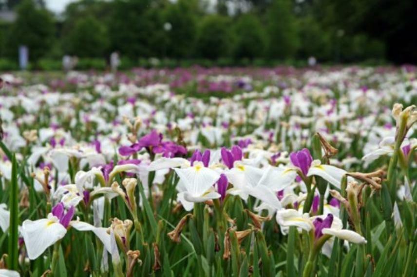 公園 【公園】熊谷　花菖公園まで307m