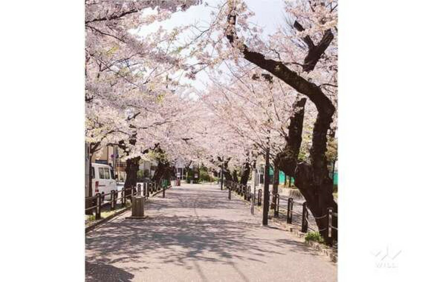 現況写真 呑川緑道の桜並木（売主様提供）。パラスト自由ヶ丘から徒歩5分の距離にございます。ワンちゃんやご家族とのお散歩に楽しい住環境です。