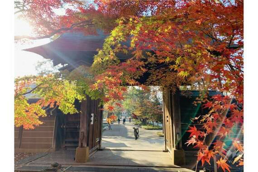 現況写真 九品仏浄真寺（売主様提供）。約3万6千坪の広大な敷地面積を誇る大寺院です。都内では珍しい枯山水庭園があり、秋には紅葉が見頃を迎えます。便利ながら閑静な住環境が保たれています。