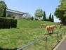 よこはま動物園ズーラシア 世界中の野生動物を展示している国内でも最大級の動物園。ポニーの乗馬体験、モルモット等とのふれあいは小さなお子様にも人気。