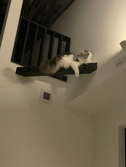 居間・リビング リビングの梁は猫ちゃんがキャットウォークとしても利用中！ペットにも過ごしやすい作りになってますね。写真撮影日2024.04