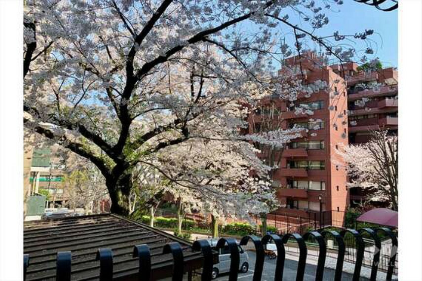 眺望 バルコニーからは桜の木が見えます。目の前に高い建物がないので、遠くまで見渡せ、日当りも良好です。