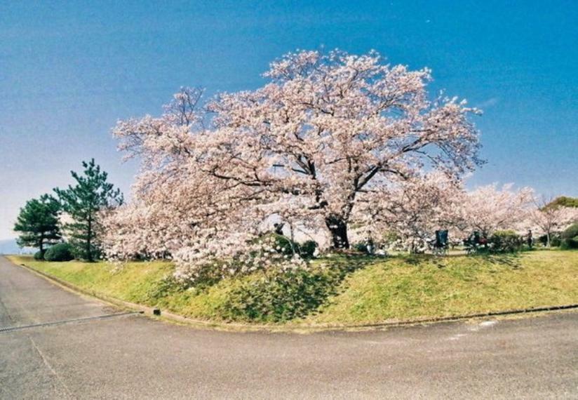 公園 笠原桜公園 近くには広場もあるため、桜の下でお弁当などのごちそうを広げて、楽しくゆっくりと過ごすことが出来ます。桜並木のトンネルと青空がとても心地良く、ライトアップでは、夜桜のおくゆかしい美しさを感じられます。