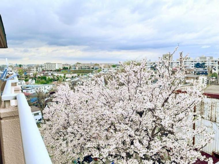 眺望 春にはバルコニーから桜が見られます。