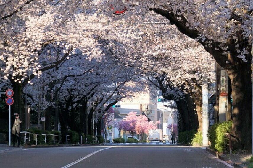 春は桜が綺麗に咲きます。