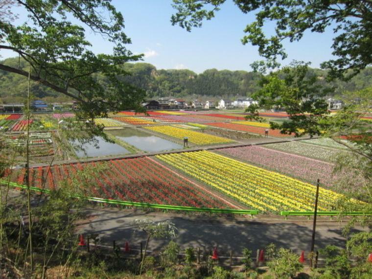根がらみ前水田 春のころには色とりどりのチューリップが咲き乱れ、4月上旬から中旬にかけて「チューリップまつり」が行われます。