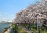 近くの隅田川では春には桜が満開！ジョギングやお散歩スポットに最適です！