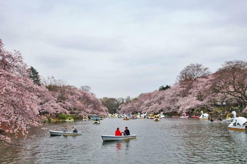 公園 井の頭恩賜公園 徒歩11分。武蔵野三大貯水池の「井の頭公園」43000平米の広大な敷地では、ボート乗りやお散歩、お花見や森林浴がオススメです。園内のレストランも雰囲気たっぷりなので、ご家族でぜひお散…