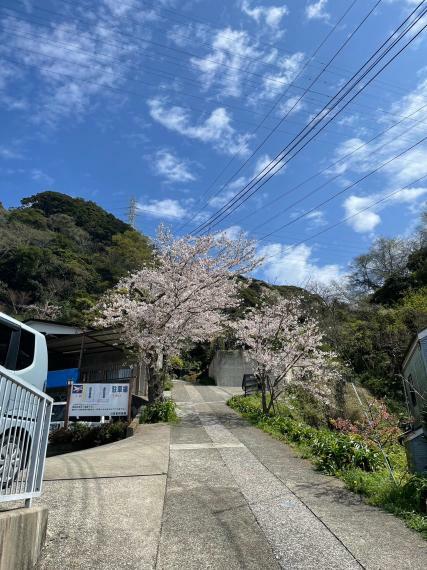 春には桜のトンネル・・・