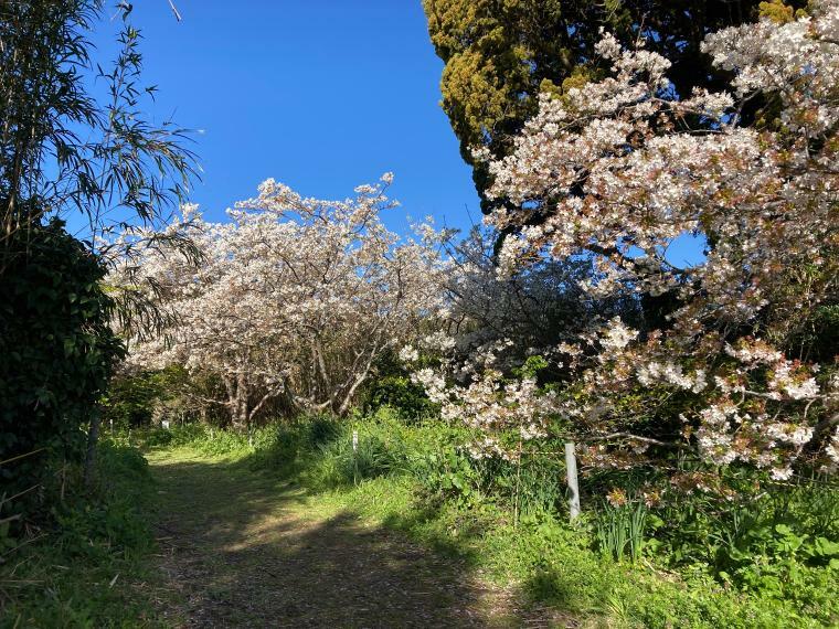 ウッドデッキを出てすぐ、桜の里