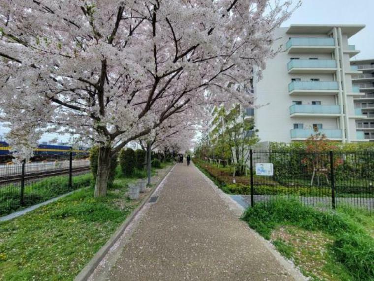 現況写真 春にはマンション横の桜並木がとっても綺麗です！