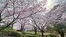 公園 桜が綺麗なおゆみ野さくら公園
