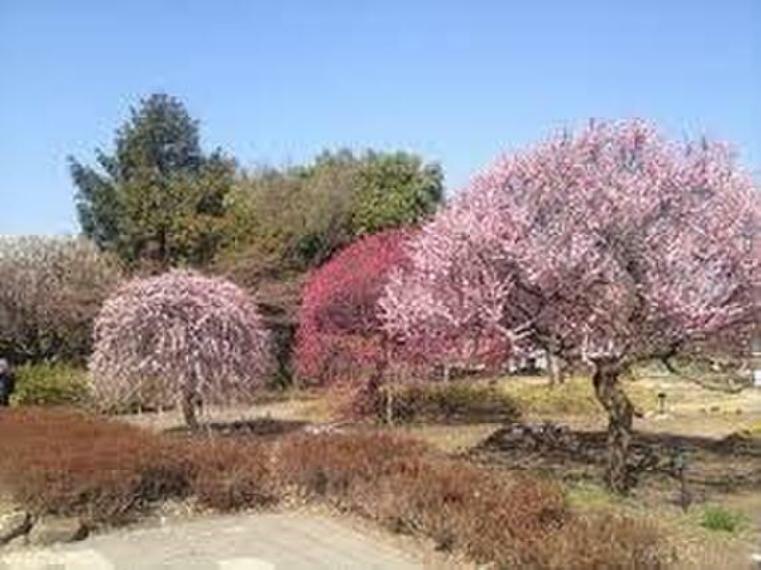 約300本ある白梅が美しい 公園で、毎年3月上旬に「梅まつり」が開催されています。それほど広くはないですが、 芝生広場や小さめの複合遊具などが点在しています。