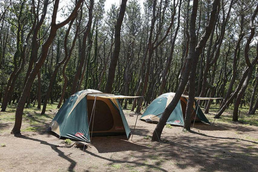 公園 茅ヶ崎市柳島キャンプ場 湘南　そこにある唯一のキャンプ場　美しい松林に囲まれた場内にはテントサイト、キャビン、大人数で泊まれる宿泊棟あります