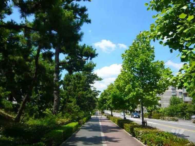 現況写真 北側前面道路は松の木が涼しげな歩道です。