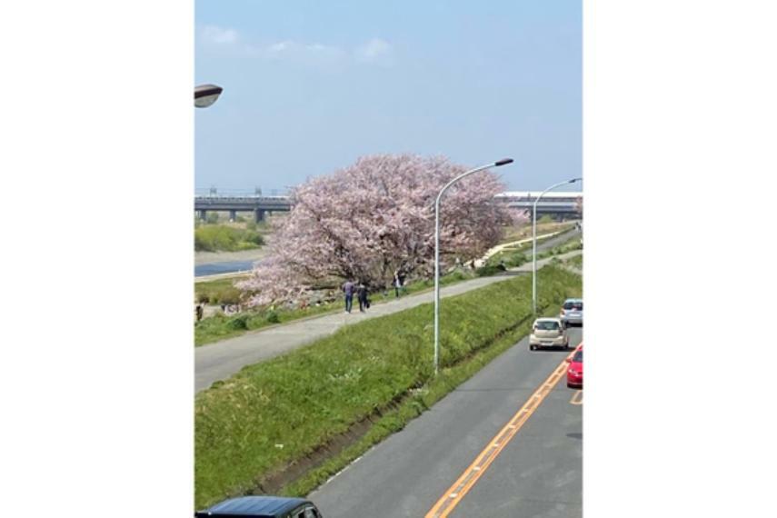 眺望 春シーズンには多摩川に桜を臨むことができます。