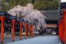 平野神社 桜の季節は大変賑わいます。