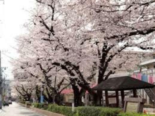 【公園】桜並木公園まで264m