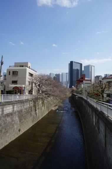 現況写真 本物件の近くを流れる『神田川』言わずと知れた桜の名所！春には毎年美しい桜を眺めながらお散歩できますね。