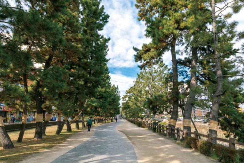 公園 綾瀬川に沿って634本の松が植樹された約1.5キロメートルにも及ぶ松並木。ゆったりとした石畳の散策道に整備されており、市民の憩いの場となっています。