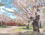 現況写真 幸ケ谷公園まで徒歩3分。※4/7撮影写真マンション裏手にございます。桜の名所がご近所に。今のシーズンは桜がきれいに咲いており、花見をしている方で賑わいます。